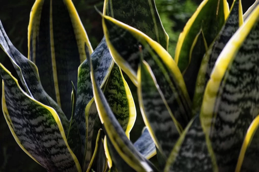 snake plant