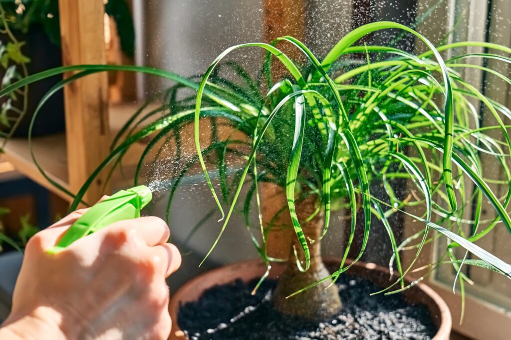 Spider Plant