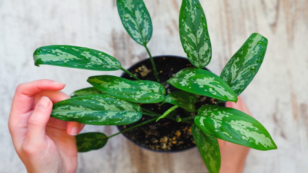 Chinese evergreen plant