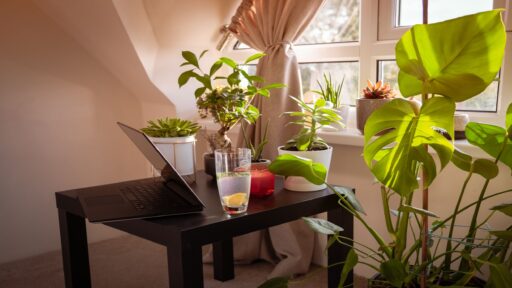 Home Office Indoor Plants