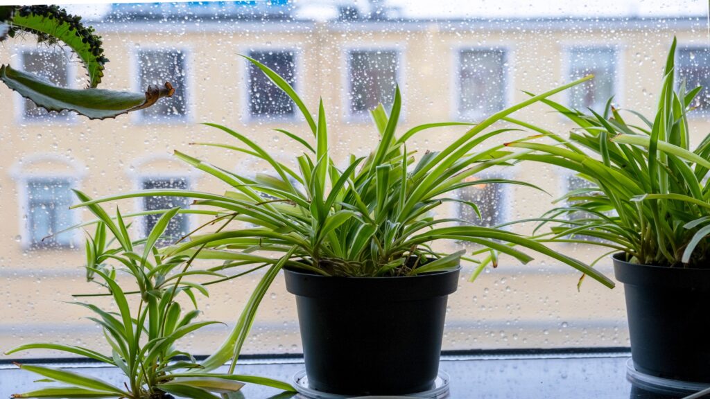 Spider Plant